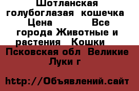 Шотланская голубоглазая  кошечка › Цена ­ 5 000 - Все города Животные и растения » Кошки   . Псковская обл.,Великие Луки г.